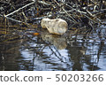 Water pollution, empty plastic bottle. 50203266