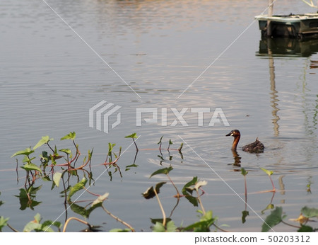 wild small dark brown duck in smooth water surface 50203312