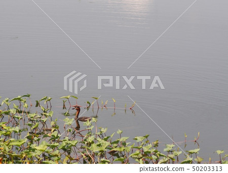 wild small dark brown duck in smooth water surface 50203313