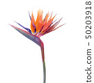 Bird of paradise, crane flower, strelitzia isolated on white 50203918