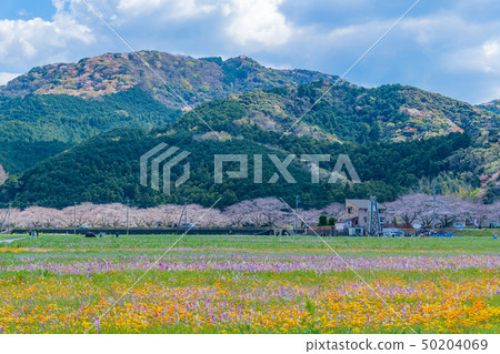 在靜岡縣賀茂郡松崎町使用稻田的花田和中川的櫻花 在靜岡縣賀茂郡松崎町使用稻田的花田和中川的櫻花 50204069