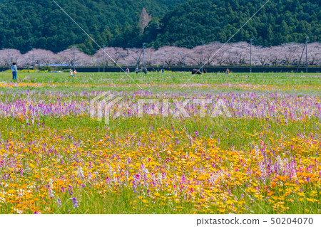 在靜岡縣賀茂郡松崎町使用稻田的花田和中川的櫻花 50204070