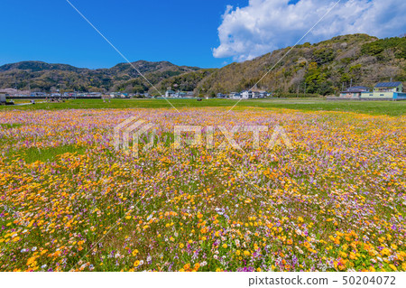 在靜岡縣加茂郡松崎町使用稻田的花田 在靜岡縣加茂郡松崎町使用稻田的花田 50204072