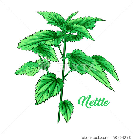 Green Nettle Tea Branch. Herbal Theme. Isolated Hand Painted Realistic Drawing Illustration of 50204258