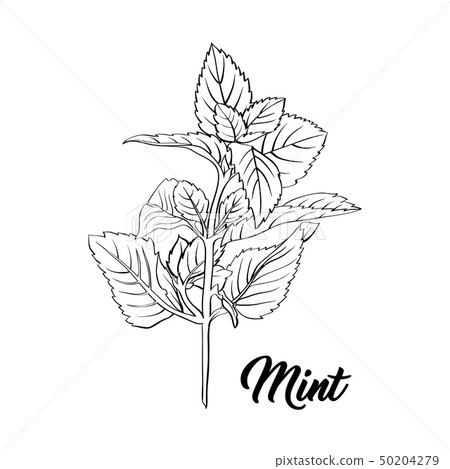Green Mint Branch. Tea Herb Theme. Isolated Engraving Illustration of Peppermint or Spearmint Botany Green Mint Branch. Tea Herb Theme. Isolated Engraving Illustration of Peppermint or Spearmint Botany 50204279
