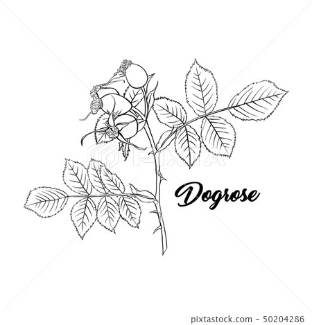Dogrose or Wild Briar Rose. Rosehip Outline Black Design with Contour. 50204286