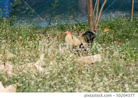 Japan hen or japan bantum in banana garden 50204377