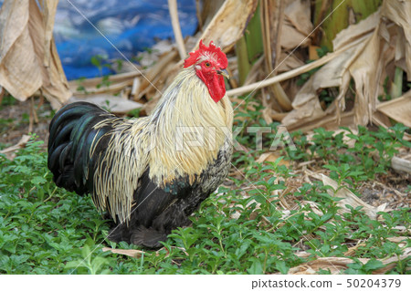 Japan hen or japan bantum in banana garden 50204379