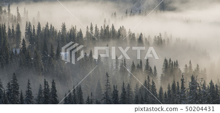 Wooded mountains shrouded in mist Wooded mountains shrouded in mist 50204431
