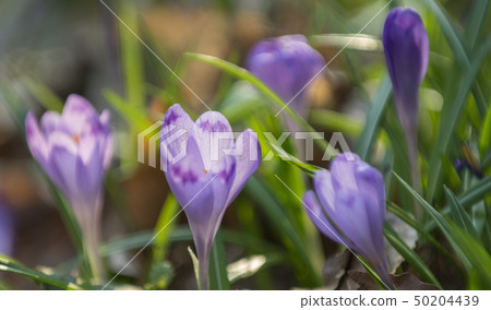 Purple crocuses mixed with green leaves 50204439