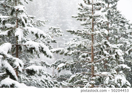 Winter landscape with a pine forest covered with snow during a snowfall with snow-covered tree 50204453