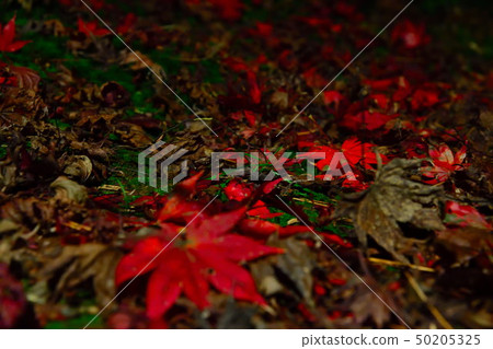 Autumn leaves of Matsunoyama-so (Niigata) Autumn leaves of Matsunoyama-so (Niigata) 50205325