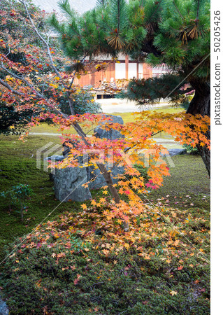 Shikaoin, autumn leaves in the garden 50205426