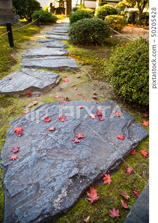 Autumn of Shikaoin, colored leaves scattered on paving stones of approach 50205428