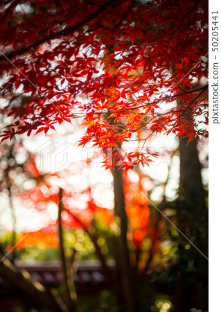 在Shikaoin的秋天，在西側太陽的山門旁邊的秋葉 50205441