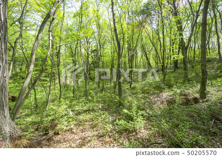 Kunugi和奈良新鮮的綠色sasan小山森林 50205570