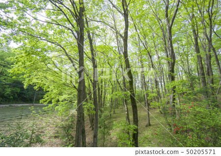 Kunugi和奈良新鮮的綠色sasan小山森林 50205571