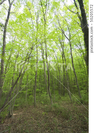 Kunugi和奈良新鮮的綠色sasan小山森林 50205572