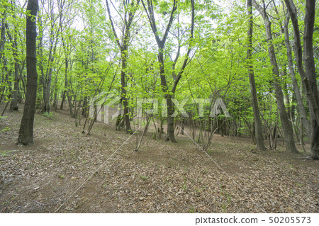 Kunugi和奈良新鮮的綠色sasan小山森林 Kunugi和奈良新鮮的綠色sasan小山森林 50205573