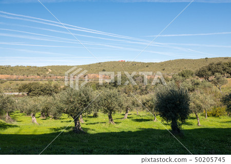 Views of an olive grove and the trace in the sky of the passage of the airplanes near Grimaldo Views of an olive grove and the trace in the sky of the passage of the airplanes near Grimaldo 50205745