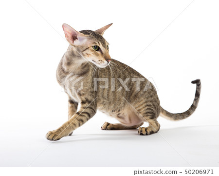 aggressive siamese cat. isolated on white 50206971