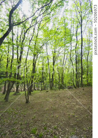 Kunugi和奈良新鮮的綠色sasan小山森林 50206973