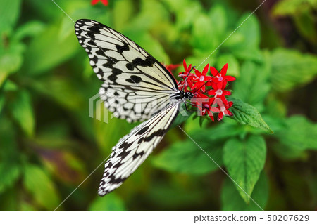 Ogomadara Ogomadara 50207629