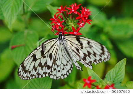 Ogomadara Ogomadara 50207630