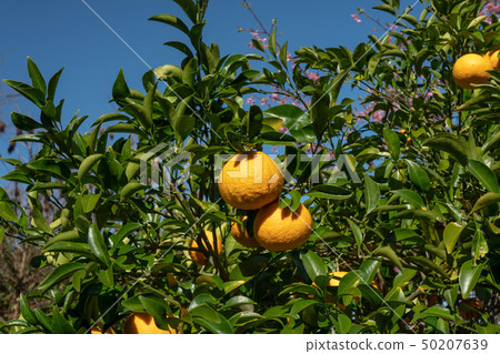 Short-term harvest, summer orange (Hassaku) Short-term harvest, summer orange (Hassaku) 50207639