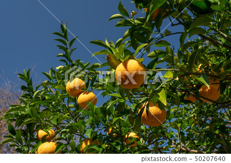 Short-term harvest, summer orange (Hassaku) Short-term harvest, summer orange (Hassaku) 50207640
