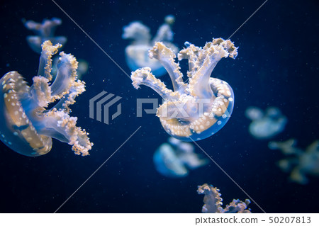 Beautiful jellyfish moving through the water neon lights 50207813