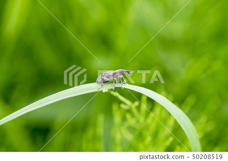 Blight beetle 50208519