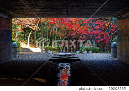 畫框秋葉,港北新鎮綠色路的秋葉 畫框秋葉,港北新鎮綠色路的秋葉 50208565