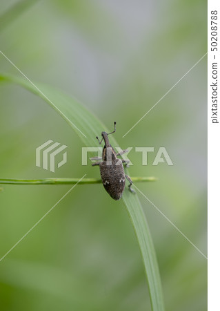 Blight beetle Blight beetle 50208788