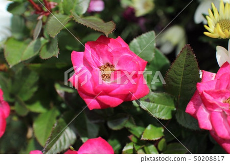 紅花 紅花 50208817