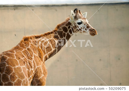 兒童的Amemekirin旭川市旭山動物園 兒童的Amemekirin旭川市旭山動物園 50209075