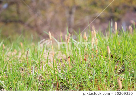 Tsukushi spring Tsukushi spring 50209330