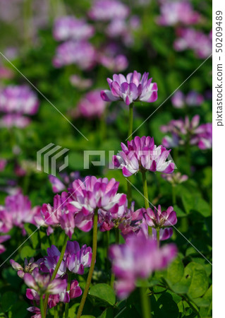 Renge 50209489