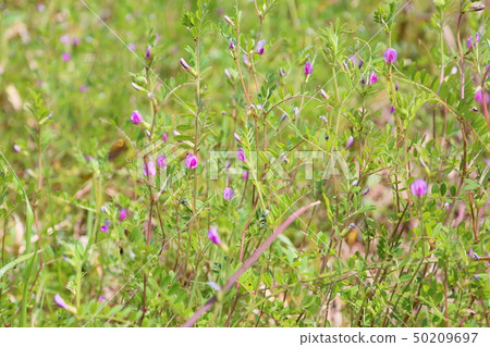 野豌豆花 50209697