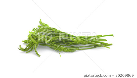 Leucaena on white Background Leucaena on white Background 50209869