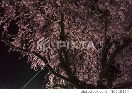Yozakura Z18 50210124