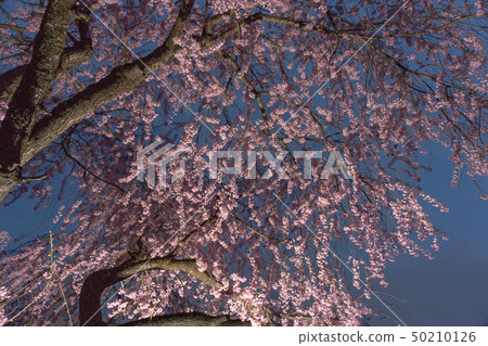 Yozakura Z7 Yozakura Z7 50210126