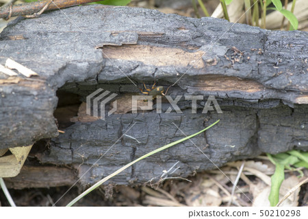 Atobosia Ogimotomushi 50210298