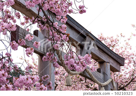 京都府黑田Hyakunen Sakura 50210323