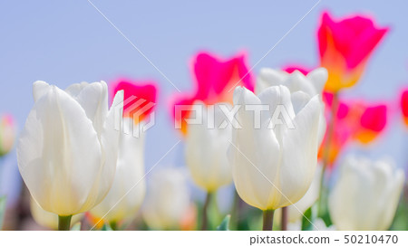 Tulip 16: 9 50210470