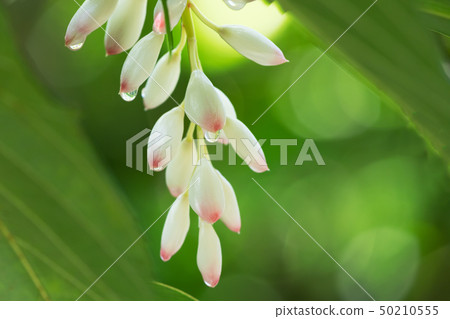 Ghetto flowers Ghetto flowers 50210555