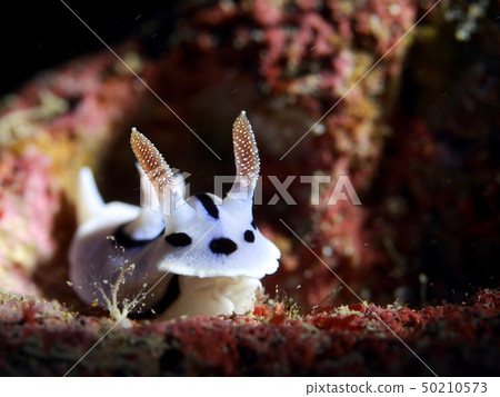 A sunny day with flowers♪ (Mizoreumiushi) 50210573