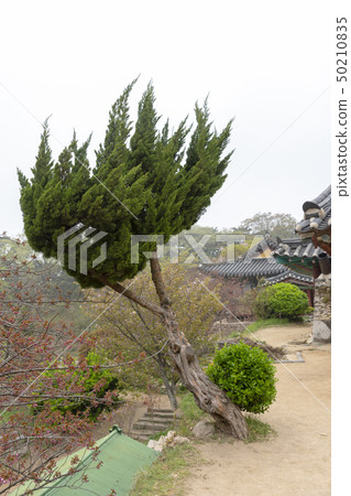 昌原，Seosan-si，忠南 50210835