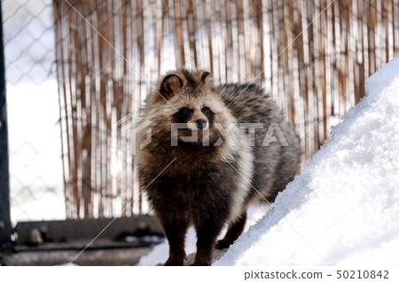 Ezo Tanuki Asahikawa City Asahiyama Zoo 50210842