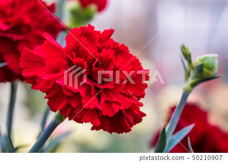Carnation red Carnation red 50210907